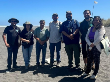 Febrero de actividades pajareras en Pichilemu