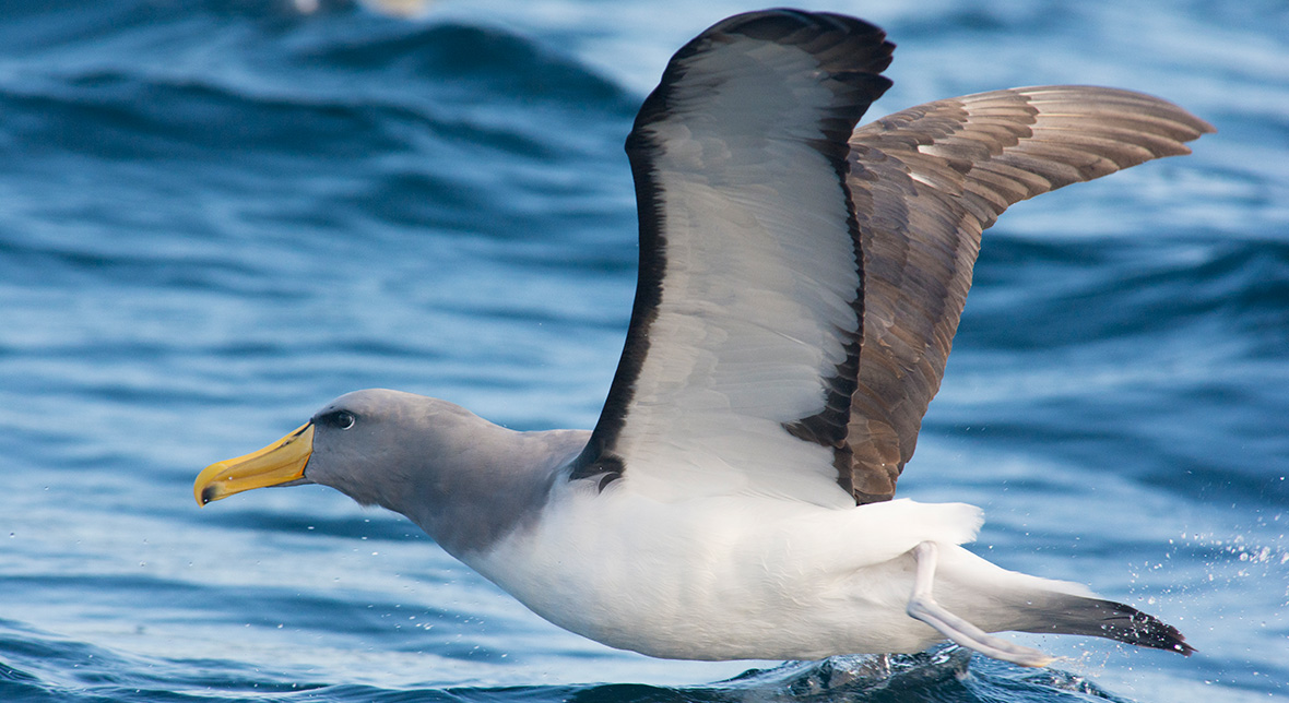 Albatros-de-Chatham-Cristian-Pinto