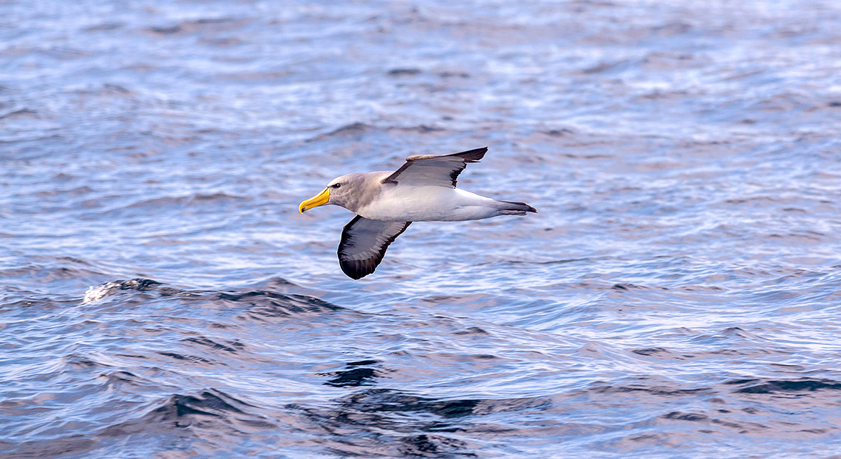 Albatros-de-Chatham-Eduardo-Navarro