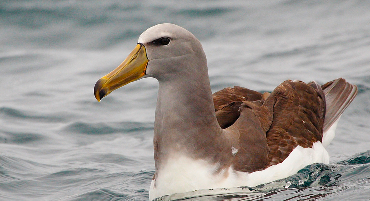 Albatros-de-Chatham-Pablo-Caceres