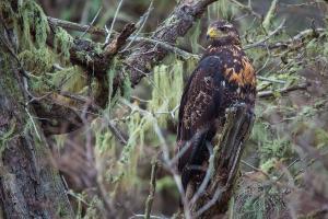 Águila. Foto: Pío Marshall