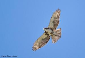 Aguilucho chico - Jorge de la Torre