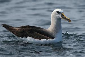 Albatros de Buller. Foto: Pablo Cáceres 