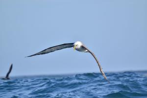 Albatros de Buller. Foto: Pablo Gutiérrez 