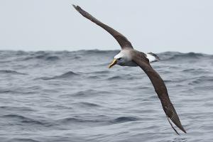 Albatros de Buller. Foto: Pablo Cáceres 