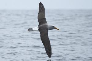 Albatros de Buller. Foto: Pablo Cáceres 