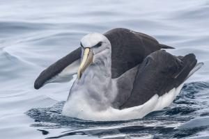 Albatros de Salvin. Foto: Pío Marshall