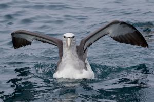 Albatros de Salvin. Foto: Pío Marshall