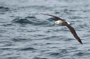 Albatros de ceja negra juvenil. Foto: Pablo Cáceres