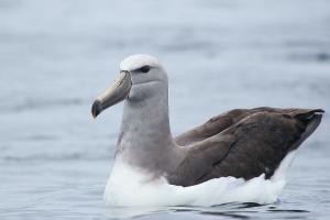 Albatros de Salvin. Foto: Pablo Cáceres