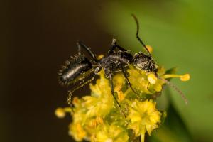 Camponotus-morosus-polinizando-a-Sanicula-crassicualis-a-cambio-de-nectar(Mutualismo).-Foto.-P.-Cerpa)