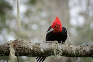 Carpintero Negro  - Pablo Gutiérrez Maier