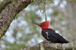 Carpintero Negro macho - Pablo Gutiérrez Maier 