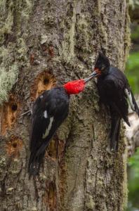 Pareja de carpintero s negros - Pablo Gutiérrez