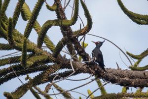 Carpintero negro hembra - Vicente Pantoja