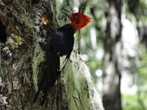 Carpintero negro macho - Franco Villalobos