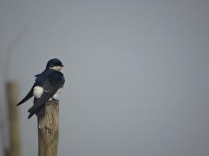 Golondrina Chilena - Franco Villalobos