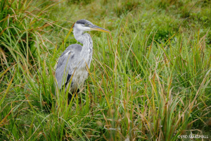 Garza cuca - Pío Marshall