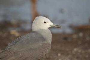 Gaviota garuma. Foto: Heraldo Norambuena