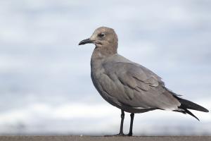 Gaviota garuma. Foto: Pablo Cáceres