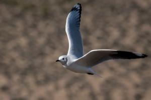 Gaviota Andina - Vicente Pantoja (3)-min