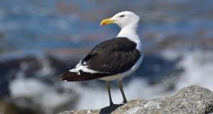 Gaviota Dominicana -Pablo Gutiérrez