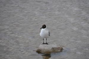 Gaviota andina (2)- Franco Villalobos