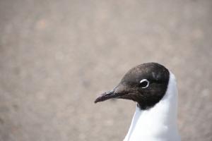 Gaviota andina - Franco Villalobos