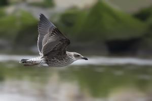 Gaviota dominicana juvenil- Pío Marshall