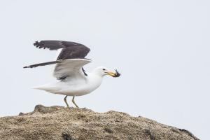 Gaviota dominicana - Vicente Pantoja