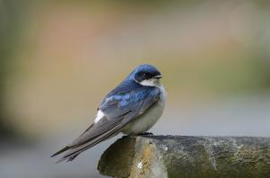 Golondrina chilena - Pablo Gutiérrez