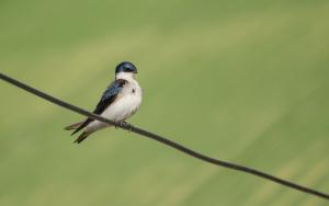 Golondrina chilena - Pablo Gutiérrez 