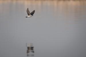 Golondrina chilena - Vicente Pantoja