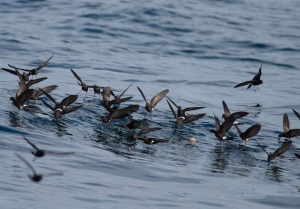 Golondrina de mar de Wilson - Fernando Díaz