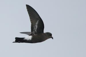 Golondrina de mar de Wilson - Pablo Cáceres