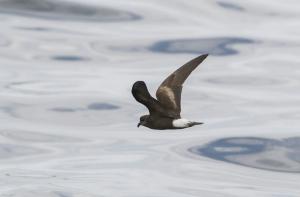 Golondrina de mar peruana - Fernando Díaz