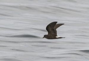 Golondrina de mar peruana - Fernando Díaz