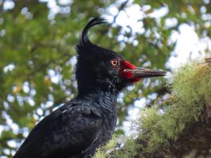 Carpintero negro hembra - Gabriela Contreras