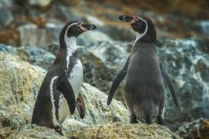 Pingüino de Humboldt. Foto: Pío Marshall