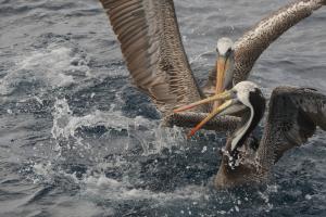 Pelícano de Humboldt. Foto: Ivo Tejeda