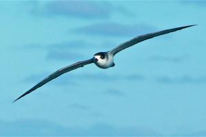 Petrel de Juan Fernández. Foto: Matías Garrido