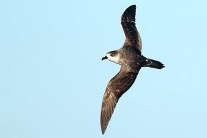 Petrel de Juan Fernández. Foto: Pablo Cáceres