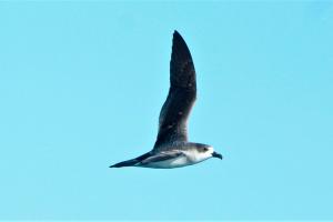 Petrel de Juan Fernández. Foto: Matías Garrido