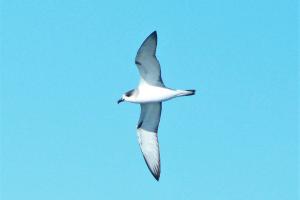 Petrel de Juan Fernández. Foto: Matías Garrido