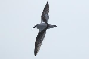 Petrel de Masatierra. Foto: Pablo Cáceres