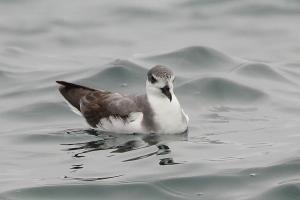 Petrel de Masatierra. Foto: Pablo Cáceres