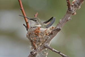 Picaflor del norte (nido). Foto: Marcelo Torrejón