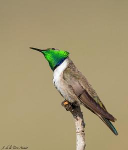 Picaflor cordillerano (macho). Foto: Jorge de la Torre