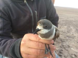 Proyecto Golondrinas del desierto