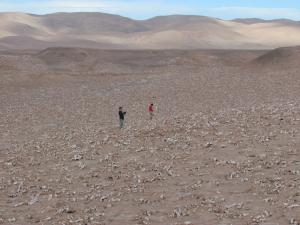 Proyecto Golondrinas del desierto / © R.Peredo